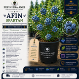 Afin Spartan (Vaccinium corymbosum 'Spartan')