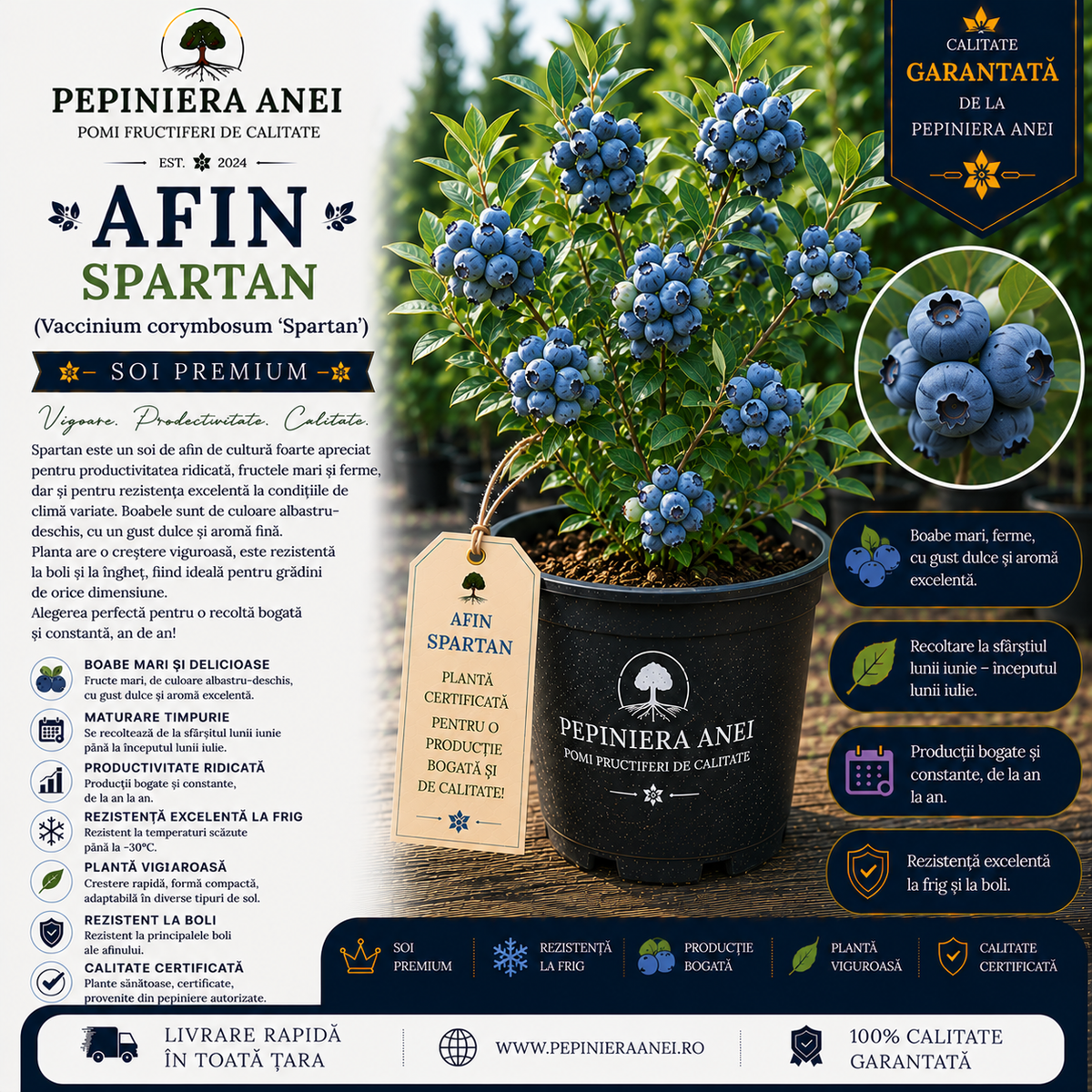 Afin Spartan (Vaccinium corymbosum 'Spartan')