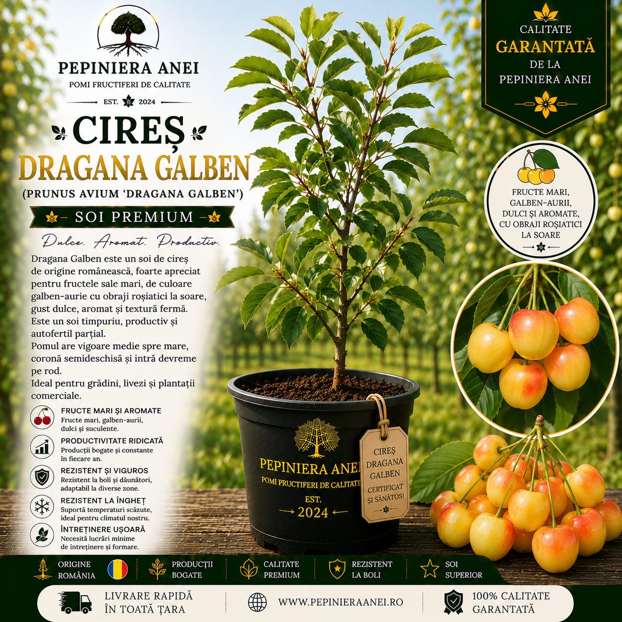 Cireș Dragana Galben (Prunus avium 'Dragana Galben')