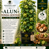 Alun Tonda Gentile