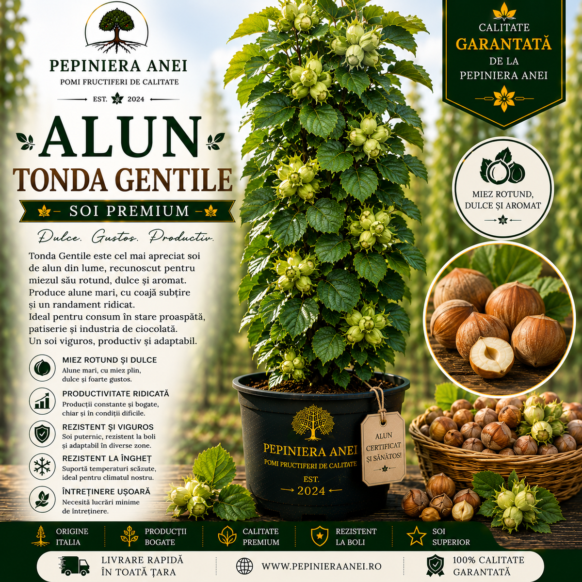 Alun Tonda Gentile