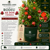 Rodiu Ak Don Crimeea (Punica granatum 'Ak Don Crimeea')