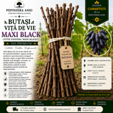 Butași Viță de Vie Maxi Black (Vitis vinifera 'Maxi Black')