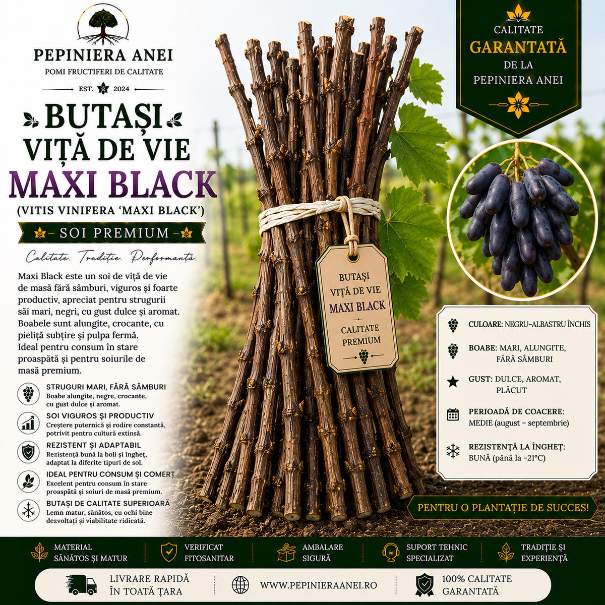 Butași Viță de Vie Maxi Black (Vitis vinifera 'Maxi Black')