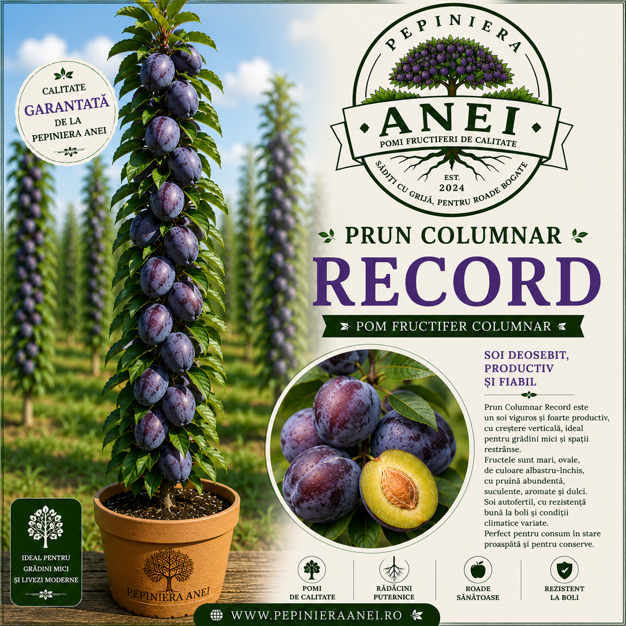Prun Columnar  Record