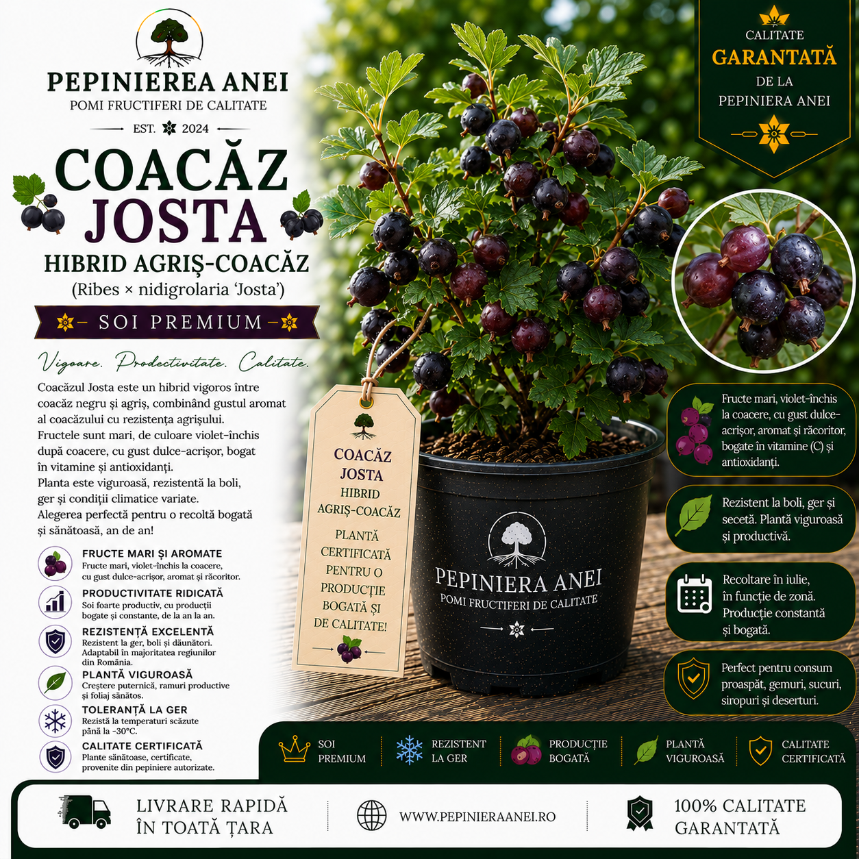 Coacăz Josta – Hibrid Agriș-Coacăz (Ribes × nidigrolaria 'Josta')