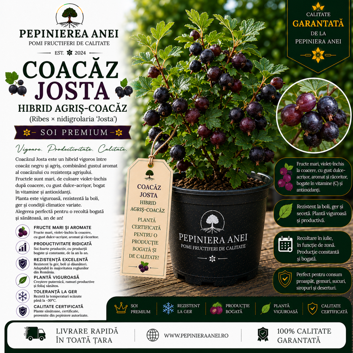 Coacăz Josta – Hibrid Agriș-Coacăz (Ribes × nidigrolaria 'Josta')