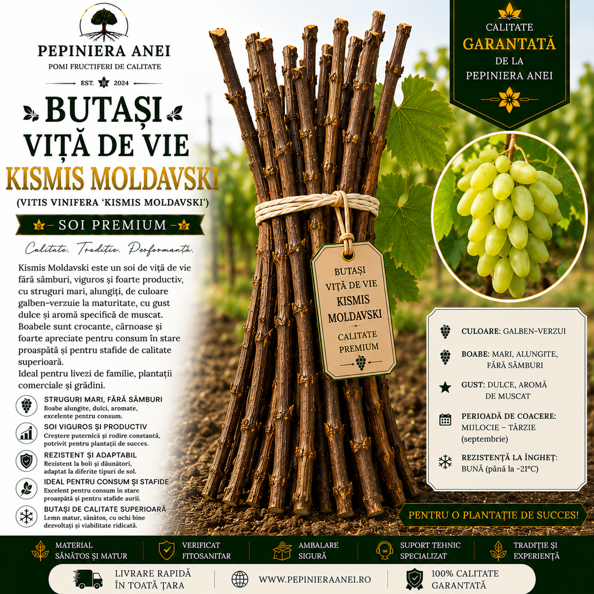 Butași Viță de Vie Kismis Moldavski (Vitis vinifera 'Kismis Moldavski')