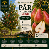 Par Williams Rosu