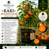 Kaki Aclimatizat