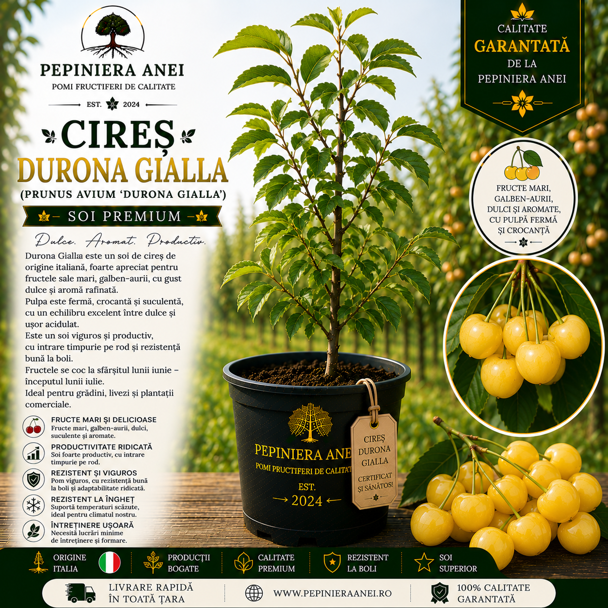 Cireș Durona Gialla (Prunus avium 'Durona Gialla')