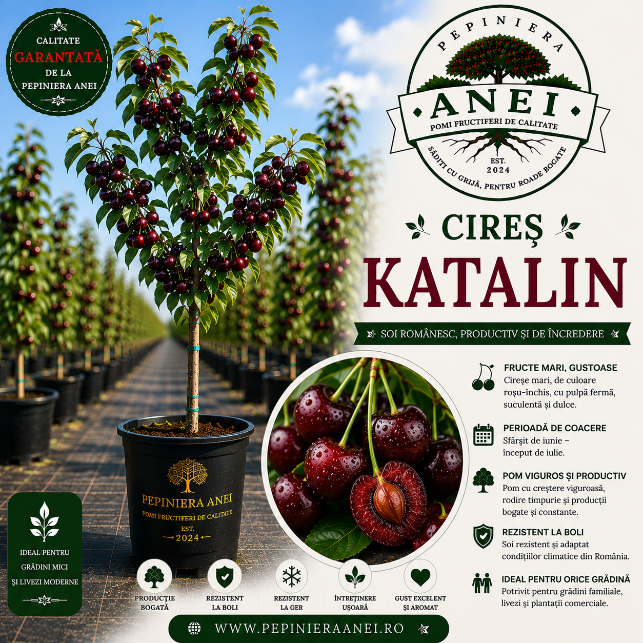 Cires Katalin