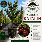 Cires Katalin