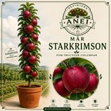 Măr Starkrimson