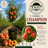 Piersic – Champion
