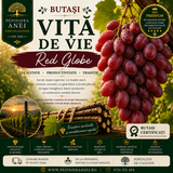 Butași Viță de Vie – Red Globe