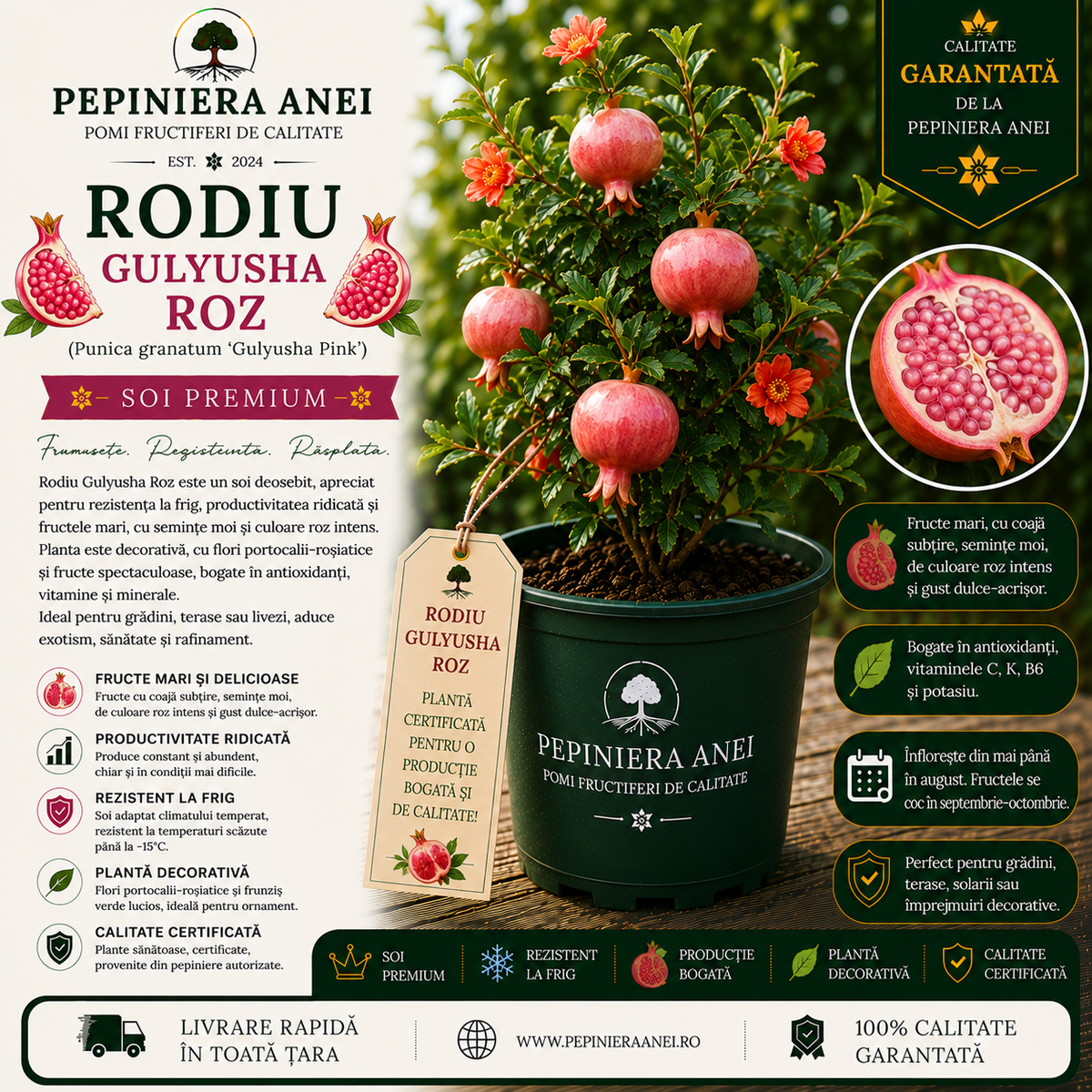 Rodiu Gulyusha Roz (Punica granatum 'Gulyusha Pink')