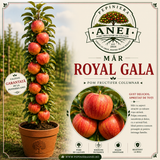 Mar Royal Gala