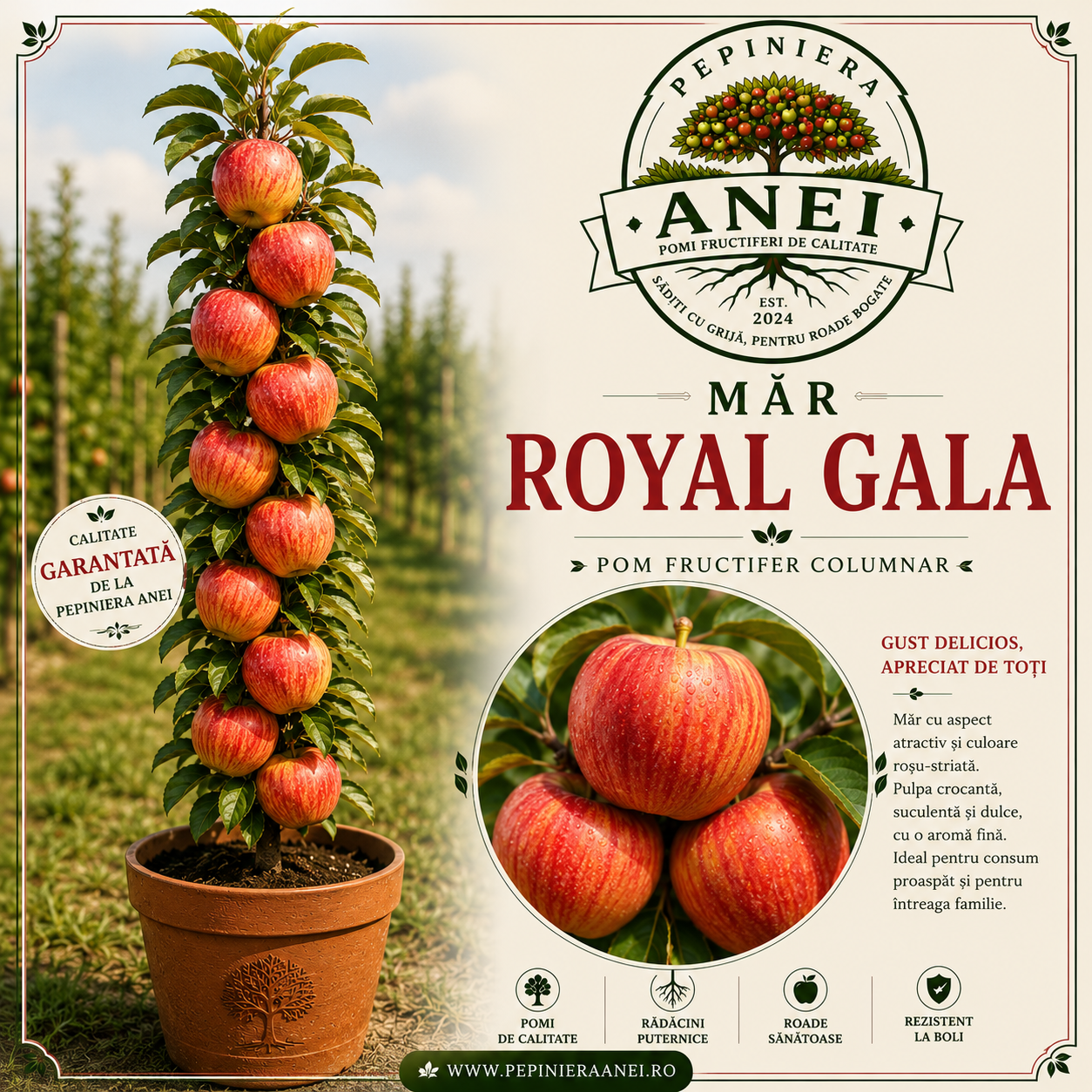 Mar Royal Gala