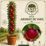 Mar Aromat de Vara