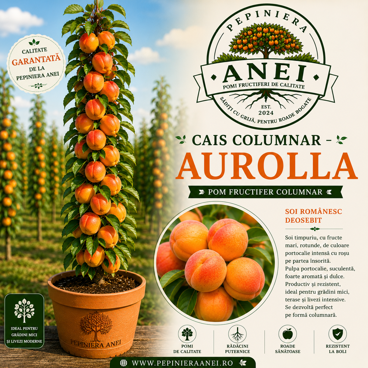 Cais Columnar Aurolla