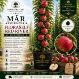 Măr Columnar – FloraSelf Red River