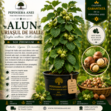 Alun Uriașul de Halle (Corylus avellana 'Hall's Giant')