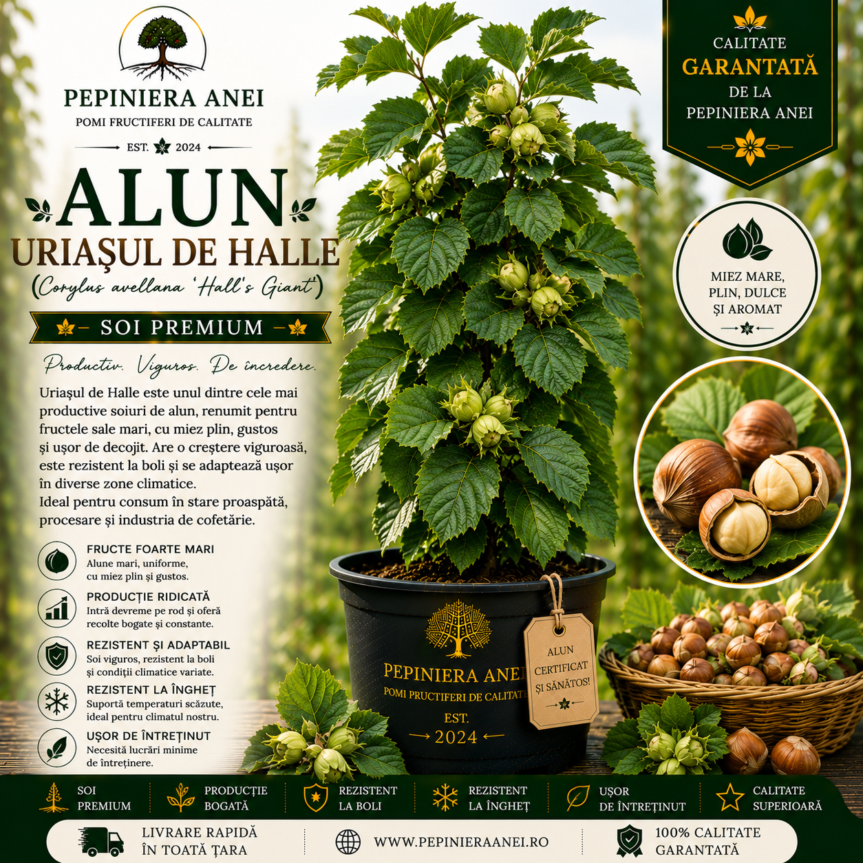 Alun Uriașul de Halle (Corylus avellana 'Hall's Giant')