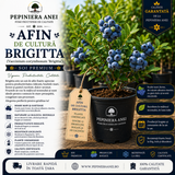 Afin de Cultură Brigitta (Vaccinium corymbosum 'Brigitta')