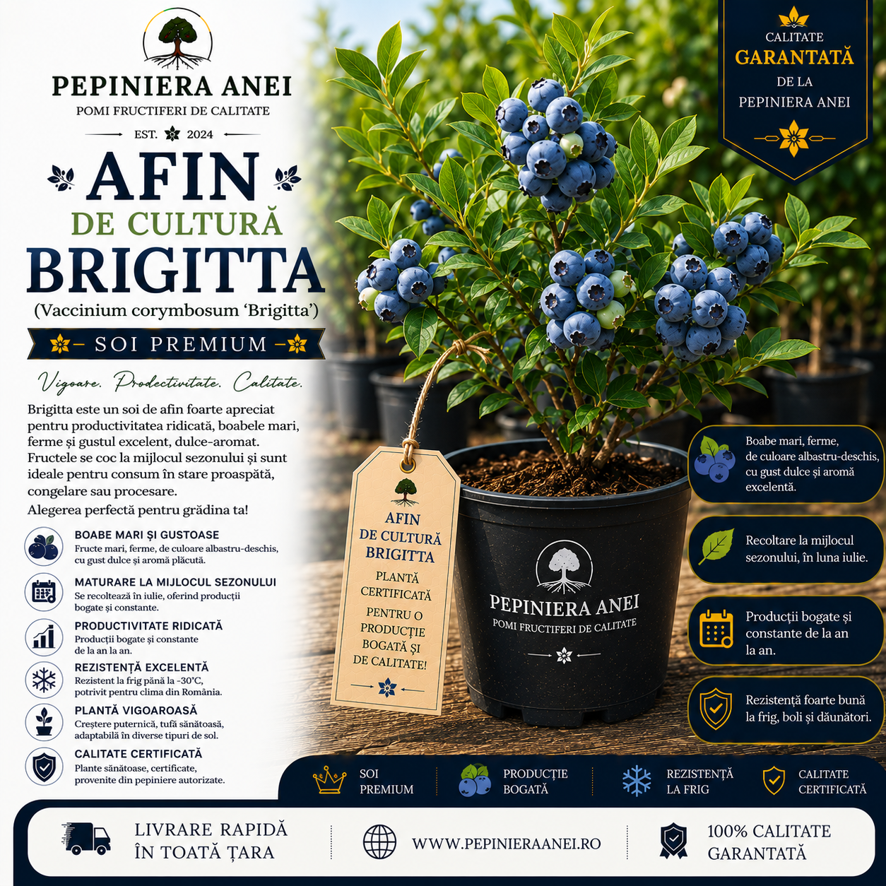 Afin de Cultură Brigitta (Vaccinium corymbosum 'Brigitta')