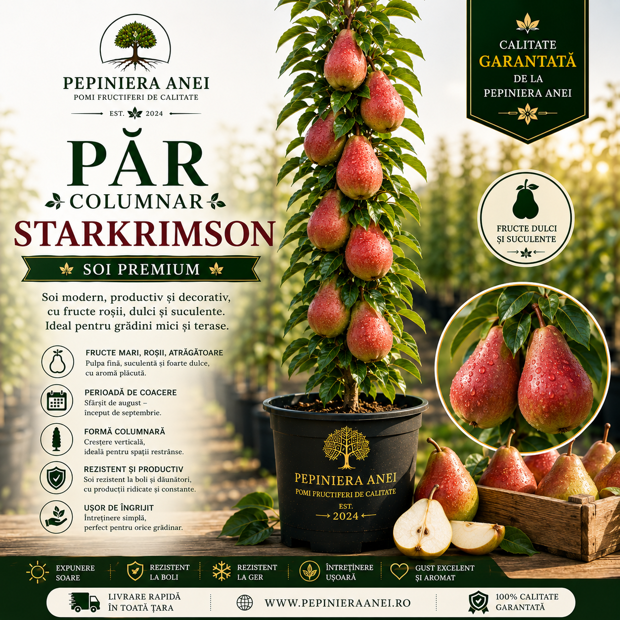 Păr Columnar – Starkrimson