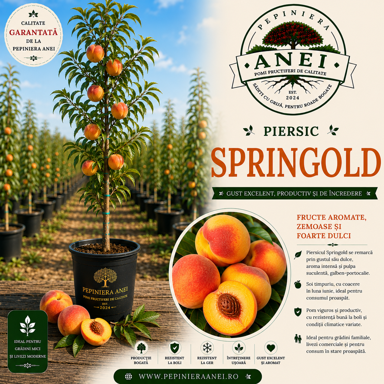 Piersic – Springold