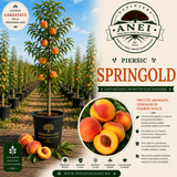 Piersic – Springold