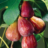 Smochin Lungo del Portogallo (Ficus carica 'Lungo del Portogallo')