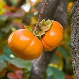 Kaki Aclimatizat