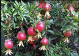 Rodiu Gulyusha Roșie (Punica granatum 'Gulyusha Rosovaya')
