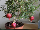 Rodiu Gulyusha Roz (Punica granatum 'Gulyusha Pink')