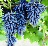 Butași Viță de Vie Avatar (Vitis vinifera 'Avatar')