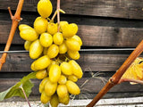 Viță de Vie Banana (Vitis vinifera 'Banana')
