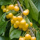Cireș Gigant Galben (Prunus avium 'Gigant Galben')