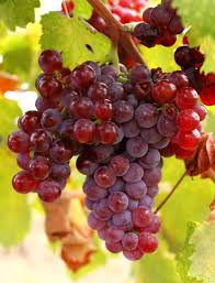 Butași Viță de Vie Bakator (Vitis vinifera 'Bakator')