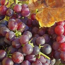 Butași Viță de Vie Libia (Vitis vinifera 'Libia')