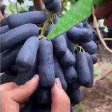 Butași Viță de Vie Moon Drops (Vitis vinifera 'Moon Drops')