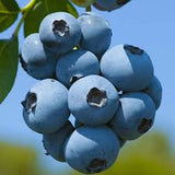Afin de Cultură Brigitta (Vaccinium corymbosum 'Brigitta')