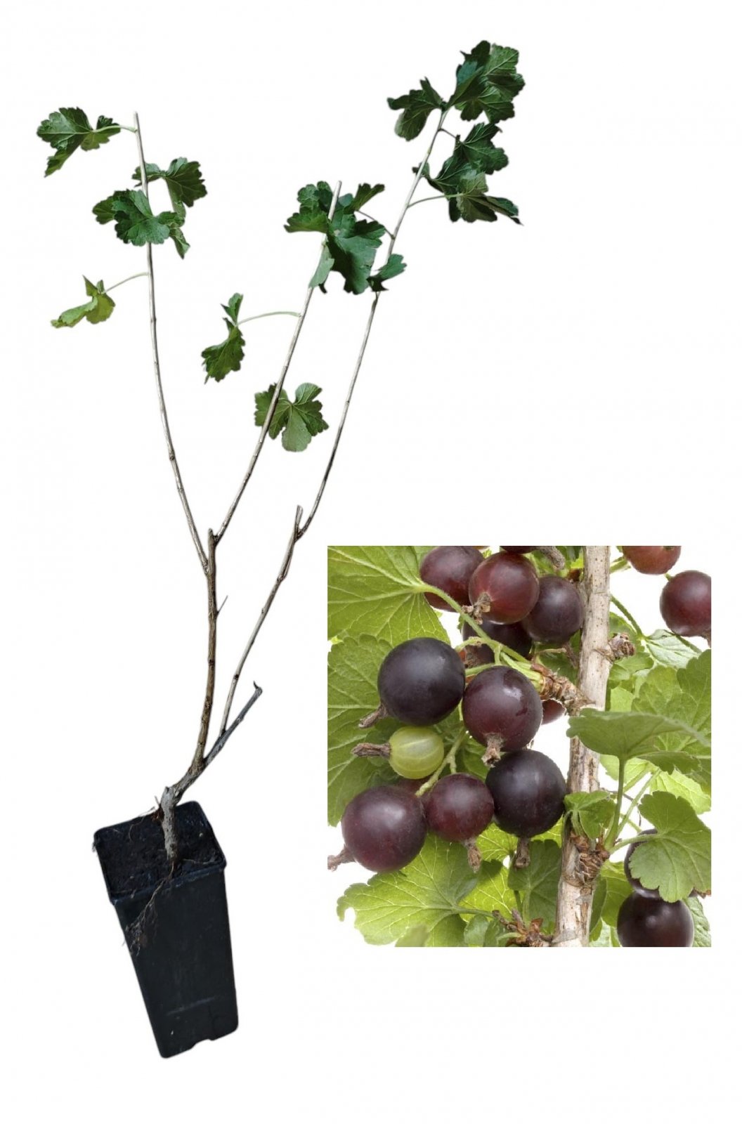 Coacăz Josta – Hibrid Agriș-Coacăz (Ribes × nidigrolaria 'Josta')
