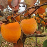 Kaki Cioccolatino (Diospyros kaki 'Cioccolatino')