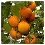 Kaki Tipo (Diospyros kaki 'Tipo')