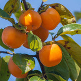 Kaki Ragno (Diospyros kaki 'Ragno')
