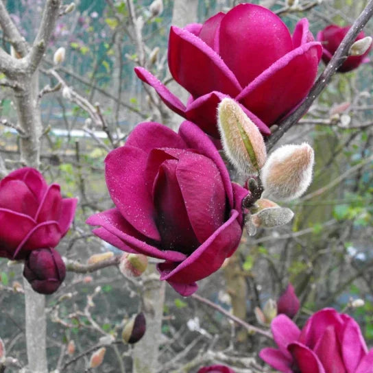 Magnolia Genie Mov (Magnolia 'Genie') – Ghiveci, înălțime 80–100 cm