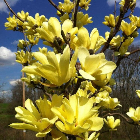 Magnolia Galbenă (Magnolia spp.) – Ghiveci, înălțime 80–100 cm